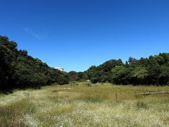 ２０１５ シラタマホシクサ観察会 ｉｎ 阿久比板山湿原（空撮あり）