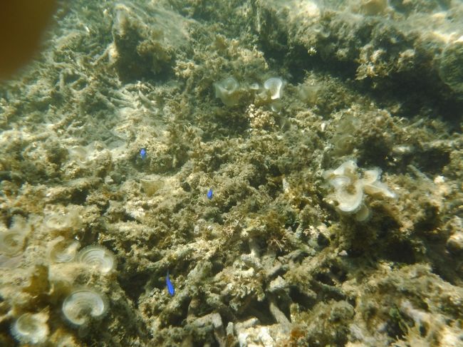 石垣島の海は１、２年に一度は来ます。今回の目的は石垣島の北部と竹富島の海にシュノーケリングが目的です。シュノーケリングは北部の平久保灯台の近くに行きました。海人の方に連れて行ってもらい、シュノーケリングをしました。海人の方が貝（シャコガイ）を採る姿や色々な貝を採る姿が見られてとても楽しかった。そのあと料理をしてもらい、貝を使って出汁をとった貝汁が絶品でした。3日目は竹富島でシュノーケリングをしました。天気はあまりよくなかったですが、珊瑚やクマノミやスズメダイなど小魚が多くて、癒されました。波も穏やかで遠浅なので、小さな子供さんでも危なくないです。