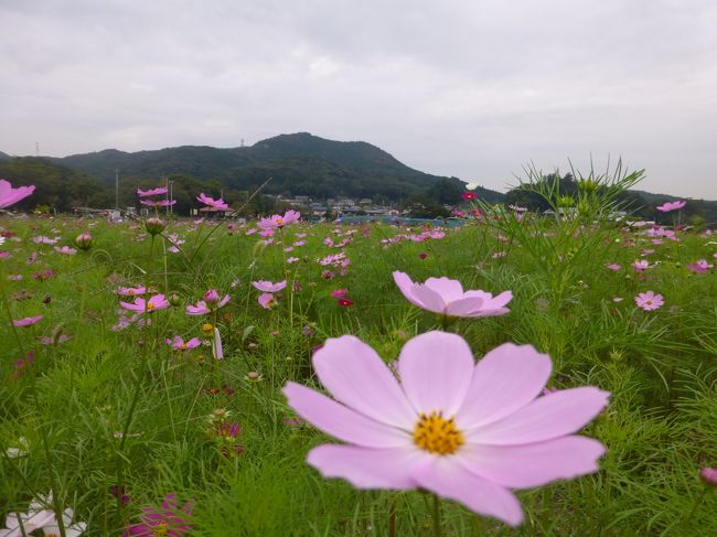 巾着田へ行きました。2015年10月1日曼珠沙華は終わりコスモスが咲いています。