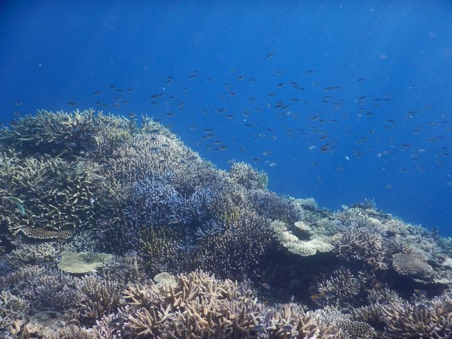 極上の海を求めて5日間の八重山旅。<br />お天気に恵まれて最高の休日でした。<br /><br />日程：9月19日（土）：羽田空港ーANA89−石垣空港ー石垣港ー<br />　　　　　　　　　　 西表島上原港ーヴィラうなりざき（2泊）<br />　　　9月20日（日）：奥西表プレミアムシュノーケリングツアー参加<br />　　　9月21日（月）：−由布島ー西表島大原港ー波照間島ー石垣島<br />                       　　       ホテルイーストチャイナシー（2泊）<br />　　　9月22日（火）：黒島・パナリ周辺シュノーケリングツアー 参加　　<br />　　　9月23日（水）：−石垣空港ーANA90−羽田空港<br /><br />2日目はシュノーケリングツアーに参加しました。<br />奥西表の海で美しい珊瑚と豪快なドロップオフを堪能！<br />船浮集落の見学も楽しく、まさにプレミアムな1日でした。<br /><br />　