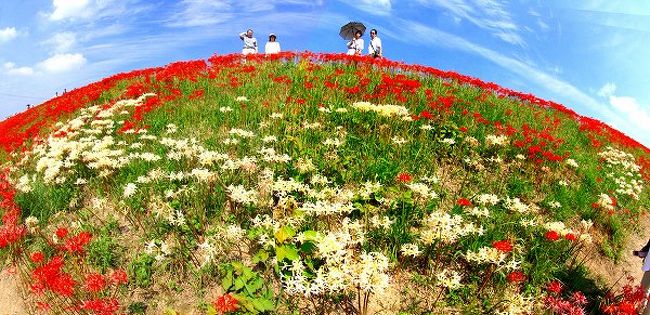 平成2年から矢勝川の堤防に彼岸花の球根を植える「ヒガンバナ百万本計画」が地元の地域住民によって行われたもの。 毎年9月下旬から10月初旬にかけては東西２キロメートルに渡って３００万本の彼岸花が咲き誇る。 また、四季を通して周辺の休耕田にも、ナノハナ、ポピー、マツバボタン、コスモスなどが咲き、田園風景に童話の里を彩る。<br />矢勝川は同市出身の童話作家、新美南吉の生家近くを流れ、代表作「ごん狐（ぎつね）」の舞台にもなった。