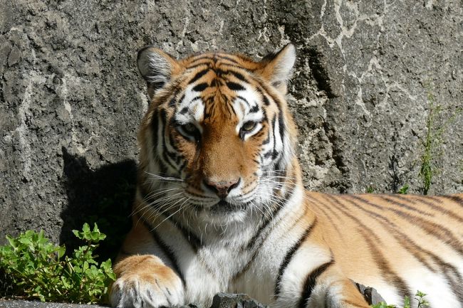 愛知県豊橋市の「のんほいパーク」に行って来ました。<br />動物園、植物園、博物館、遊園地、展望タワー、レストランなどからなるとても広い総合公園です。<br />知人の娘（小学生）と一緒です。天気は快晴、混雑もなく、とてものんびり、自由に園内を満喫することができました。これが「のんほい」の意味でしょうか(^_^)<br /><br />