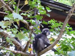 2014夏☆タイ～ラヤバディ・クラビ②～リゾートで見つけた動物・花とおいしい食事編