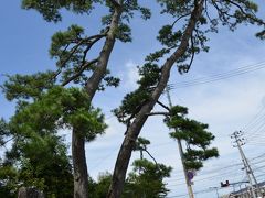 おくのほそ道　第１回　⑨　武隈の松・末の松山・沖の石?宝国寺・多賀城跡・壺の碑