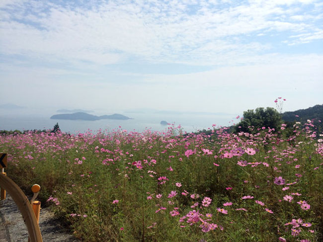 銭壺山のコスモスが綺麗とニュースで知り、早速見に行くことに。<br />近くに大将軍山もあることを知り、縦走してきました。