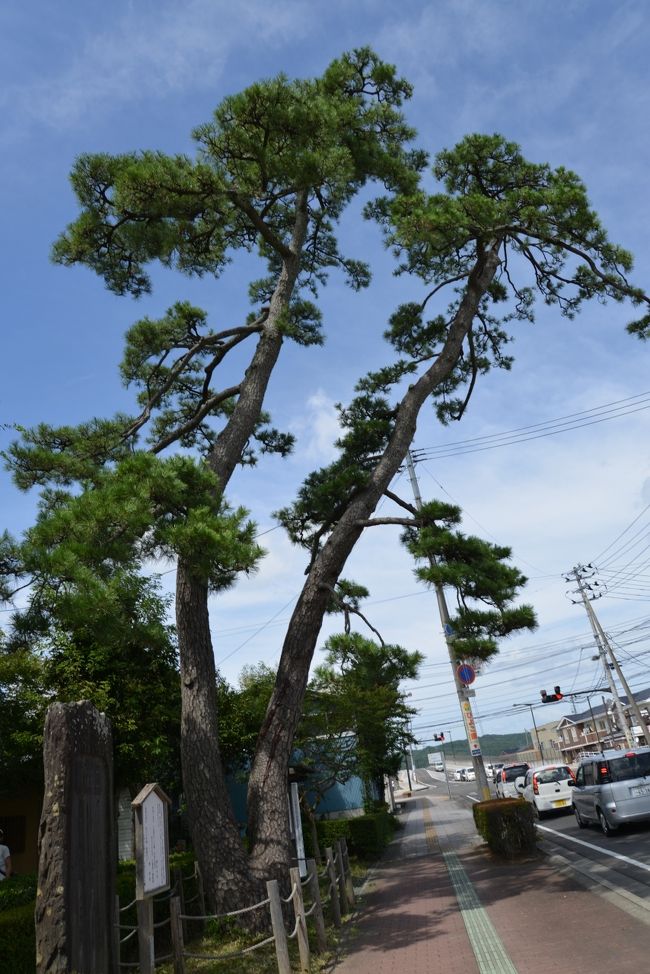 ●武隈の松<br /><br />《岩沼に宿る。武隈の松こそ目さむる心地はすれ。根は土際より二木に分かれて、昔の姿失はずと知らる。．．．》<br /><br />　　　　　　　武隈の松見せ申せ遅桜　　挙白<br /><br />　　　　　　　桜より松は二木を三月越し　芭蕉<br /><br />飯坂温泉から飯坂電車で福島まで25分、そこからJRで55分岩沼に着きました。徒歩20分で武隈の松に着きました。正直なところ「目さむる心地」はしませんでした。芭蕉の頃は送電線・舗装道路・クルマなど無かったので、もっと風情があったのかもしれません<br /><br />●末の松山・沖の石<br /><br />《それより野田の玉川・沖の石を尋ぬ。末の松山は、寺を造りて末松山<br />（まっしょうざん）といふ。松の間々皆墓原にて、翼を交はし枝を連ぬる契りの末も、つひにはかくのごときと、悲しさもまさりて、．．．》<br /><br />岩沼から仙台で乗り換えて多賀城まで26分。末の松山は徒歩10分くらいで着くはずなのですがなかなか見つかりません。誰かに聞こうと思ったのですが人の姿が全く見えません。20分くらいうろうろしたしたあとやっと塾帰りの女子中学生に出合いました。道を聞くと「一緒に行きます。」と。夏休みの宿題もあるだろうし塾の勉強もあって忙しいだろうから、と断ると、「いえ、わたし人に喜んでもらえるのが嬉しいんです。人の役に立つことをしたいんです。」と言います。それでこちらも喜んで案内してもらうことにしました。明るくて前向きでとても好感のもてる少女でした。案内してくれたあと多賀城の駅まで見送ってくれました。末の松山・沖の石は新古今和歌集の時代から歌われている有名な歌枕ですが、恋の歌が多いようです。私も一句、と思いましたができませんでした。<br /><br />●壺の碑（つぼのいしぶみ）・多賀城跡<br /><br />《壺の石ぶみは、高さ六尺余、横三尺ばかりか。苔を穿ちて文字幽かなり。<br />．．．昔より詠み置ける歌枕多く語り伝ふといえども、山崩れ，川流れて、道改まり、石は埋もれて土に隠れ、木は老いて若木に代はれば．．．》<br /><br />多賀城から国府多賀城まで5分、バスで行きましたが、バスを待つ間とバスの中でカナダ人と日本人のカップルと楽しい会話をしました。このあたりの歴史を調べている学者のようでした。国府多賀城駅前の案内所に荷物を預かってもらい、稲田の間のせまい畦道を10分歩いて壺の碑を見てそれからさらに20分ほど歩いて多賀城跡へ行きました。ここにある多賀城碑は壺の碑とは別のものです。国府多賀城の駅から電車で5分塩釜に着き宿をとりました。<br /><br /><br />