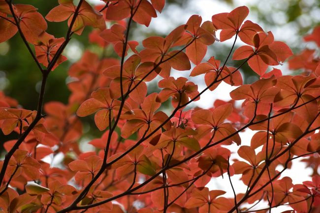 今頃は日光ももっと紅葉が進んでいるかなぁ…？<br /><br /><br />9月下旬の日光は、<br />一部紅葉している木もありつつも<br />あの綺麗な姿には程遠く…そりゃそうだ。<br /><br />【日光2日目】<br />私は日光には行ったことあっても、華厳の滝は見たことがないので<br />今回は華厳の滝をメインに、久々に東照宮に行ってみる事になりました。<br /><br />竜頭之滝から日光湯元の景色を見て、華厳の滝へ。<br /><br />山から降りてくるにつれて濃霧に見舞われ、<br />滝の景色もかなり微妙…<br /><br />ですが、プロが撮るよく見る写真では見れない景色を見れたから<br />それはそれでよし。<br /><br />道草食い過ぎて、東照宮に着いたのが15時頃。<br />一通り全体を見て回って、<br />お守りとか400年記念の御朱印帳とか鈴とか購入。<br /><br />東照宮も、直前で見たテレビの情報だけでも十分楽しめたので<br />ガイド付けて回ったらもっと楽しめるのかもしれないな。