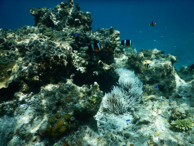 極上の海を求めて5日間の八重山旅。<br />お天気に恵まれて最高の休日でした。<br /><br />日程：9月19日（土）：羽田空港ーANA89−石垣空港ー石垣港ー<br />　　　　　　　　　　 西表島上原港ーヴィラうなりざき（2泊）<br />　　　9月20日（日）：奥西表プレミアムシュノーケリングツアー参加<br />　　　9月21日（月）：−由布島ー西表島大原港ー波照間島ー石垣島<br />                     ホテルイーストチャイナシー（2泊）<br />　　　9月22日（火）：ー黒島　黒島・パナリ周辺シュノーケリングツアー<br />　　　　　　　　　　　参加　−石垣島<br />　　　9月23日（水）：−石垣空港ーANA90−羽田空港<br /><br />4日目は黒島発のシュノーケリングツアーに参加しました。<br />黒島、パナリ近辺の浅めのポイントを4か所回りました。<br />一昨日とはまた違った珊瑚に戯れるお魚いっぱいの<br />癒しシュノーケリングを楽しみました。<br /><br /><br />　