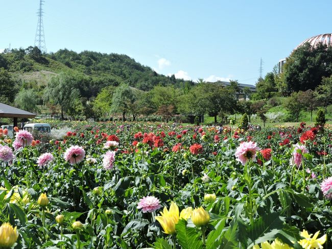 川西町にあるダリア園に行って来ました。<br />去年9月初旬にお祭りを見ながら、見たダリアと違い、下旬に見たダリアは、とても大きく咲いておりました。<br />ちょっとの差で、ずいぶん大きさが違うんだなって思いました。ほとんどのダリアが人の顔ぐらい大きいのばかりで、びっくり！<br />とても綺麗で楽しめました。