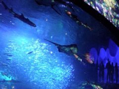 10月4日はイワシの日～抽選に当たって、新江ノ島水族館でイベントに参加する<ナイトワンダーアクアリアム>