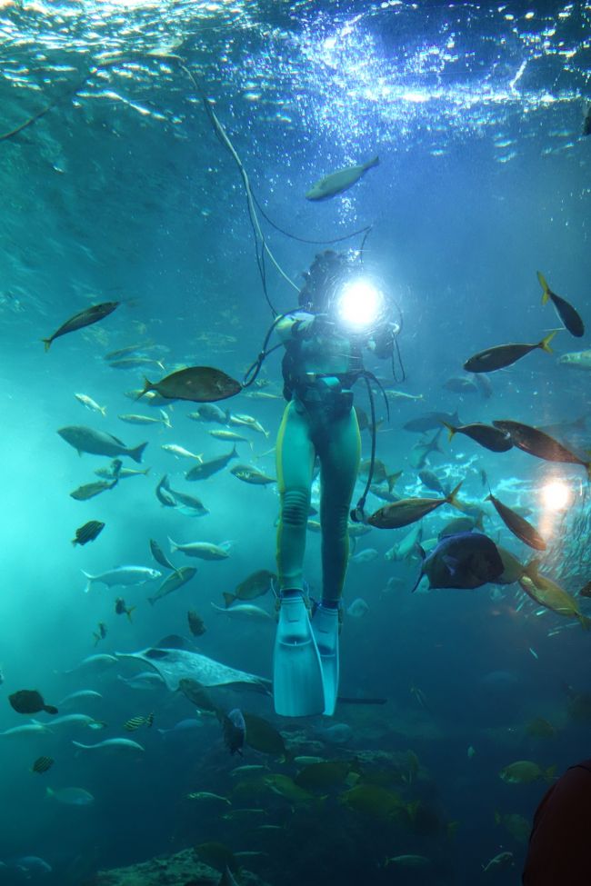 10月4日はイワシの日～抽選に当たって、新江ノ島水族館でイベントに参加する<主人公はイワシ>