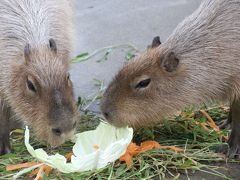 公開１週間のレッサーパンダの双子の赤ちゃんに会いたくて初秋の千葉市動物公園へ（１）うっすら秋めいてきた動物公園＆小動物系と水系動物いろいろ