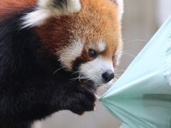 公開１週間のレッサーパンダの双子の赤ちゃんに会いたくて初秋の千葉市動物公園へ（３）レッサーパンダ特集その２：公開後一週間の双子の赤ちゃんとメイメイ・ママ＆悠々自適な単独生活の男子３世代～風太くん・息子のクウタくん・婚活中の孫の源太くん