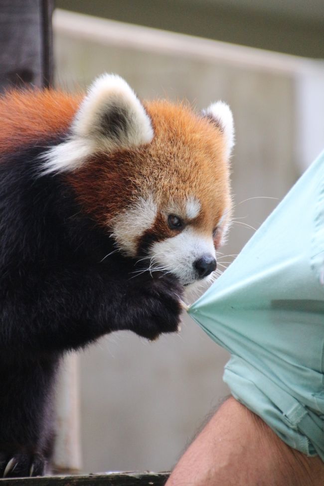 本日の千葉市動物公園ではレッサーパンダのリンゴタイムが２度行われたので、レッサー見学は２倍美味しい思いができました。<br />しかも、久しぶりにベテラン飼育員さんによるレクチャー・タイムでした。<br />ベテラン飼育員さんの場合は、とりわけレッサーたちとのやりとりが楽しいです。<br />もちろん、レッサーたちが返事をするわけではないのですが、飼育員さんの話しかけ方が面白いし、ゆっくりやってくれるので、コミュニケーションが大変楽しいのです。<br /><br />今回のレクチャーでとりわけ興味深かったのは、野生のレッサーパンダの縄張りです。<br />なんと、オスのレッサーパンダで２km四方もあるそうです。<br />メスでも1.5km四方くらいあるとのこと。<br />これはやはり、この大きさの動物にしては珍しく、かなり広大なのです。<br />そのため、野生では、なかなか他のレッサーパンダに会う機会もありません。<br />だから動物園で一匹だけの単独展示でも、レッサーパンダには寂しいという感覚がないはずなのです。<br /><br />それを聞いて、レッサーの男女の出会いも、野生では相当大変だろうと思いました。<br />千葉市動物公園では源太くんがいま適齢期で婚活中なのですが、お嫁さんが来る当ても、お婿に行く当てもいまのところないとのこと。<br />でも、我が地元の埼玉こども動物自然公園の私のお気に入りのハナビちゃんも、適齢期になってもなかなかお婿さんが決まる様子はなく、２つ年下の弟たちよりも相手が決まるのが遅かったかったです。<br />いずれきっと源太くんもいいお嫁さんに恵まれることでしょう。<br />もちろん、本人たちの好みを確認せずに一方的にお見合いさせるしかないので、相性が合わなければダメですけど。<br /><br />それから、飼育員さんのレクチャーでもう１つ意外だったのは、最近、風太くんがあまり立たないのは、年のせいではない、という話。<br /><br />年取って足腰が弱くなったから、とか、年齢を経て、若い時ほど好奇心旺盛でなく、立つ気にならなくなったのではないか、という説に私も納得していました。<br />ところが飼育員さんによると、以前の屋外展示場は今とは違って櫓や小屋などが高い位置にはなかったので、風太くんは立たないと、来園者の様子が分からなかったからだろうとのことです。<br />もちろん、若い時の方が好奇心が旺盛だったからよく立ったというのはあると思いますが、今では、見学者に見やすいように、高い位置に小屋や櫓があるので、風太くん側からもその位置からあたりを十分見渡せるようになり、立つ必要がなくなってしまった、というのです。<br />レッサーがよく見えるようにした環境が、かえって風太くんを有名にした立つチャンスを皮肉にも減らしてしまったようです、とのことでした。<br /><br />でも、いまでも風太くんは、リンゴタイムのときに可愛い立ち姿を見せてくれますから、それでも十分。<br />それに確かにレッサーが高い位置にいて見やすいのは、ファンとして嬉しいですし、少しでも高いところの方が、レッサーたちも嬉しいんだろうと思っています。<br /><br />シルバーウィーク後の週末に訪れた千葉市動物公園の旅行記のラストは、この前の旅行記に載せたまい・みい姉妹とメイタくん以外のレッサーパンダたちです。<br />具体的には、先に赤ちゃん特集として旅行記をアップしたメイメイちゃんと双子の赤ちゃんも含め、風太くん、その息子であり双子のお父さんのクウタくん、クウタくんとメイメイちゃんの長男の源太くんです。<br />ちなみに、レッサーパンダはみんなリンゴには目の色を変えるのですが、源太くんは２度ともリンゴタイムのときに、櫓から下りず、飼育員さんに来させて食べさせる、という横着をしていました。<br />ベテランさんではない飼育員さんが担当のときは、源太くんはそそくさと下りてきて、しっかりおねだりをするのですが、ベテランさんのときには、そういう態度で、不思議です。<br />ベテラン飼育員さんにすっかり甘えてしまっているのかもしれませんね。<br /><br />＜今年2015年生まれの赤ちゃんに会えたシルバーウィーク後の千葉市動物公園の１日の旅行記シリーズ構成＞<br />□（１）うっすら秋めいてきた動物公園＆小動物系と水系動物いろいろ<br />□（２）レッサーパンダ特集その１：屋外で再会するのが楽しみだった、くりくりおめめのメイタくん、まい・みい姉妹とまだまだ同居中<br />■（３）レッサーパンダ特集その２：公開後一週間の双子の赤ちゃんとメイメイ・ママ＆悠々自適な単独生活の男子３世代～風太くん・息子のクウタくん・婚活中の孫の源太くん<br /><br />＜タイムメモ＞<br />07:00頃　家を出る<br />08:47　JR武蔵野線 海浜幕張駅到着<br />08:50　JR京葉線快速・蘇我行きに乗換え<br />08:58　千葉みなと駅到着<br />09:02　千葉モノレール動物公園行きに乗換え<br />09:18　動物公園駅に到着<br />09:30　千葉市動物公園に入園<br />09:35-11:15　レッサーパンダ<br />（10:30頃から赤ちゃんたち睡眠）<br />11:15-11:55　休みながらこども動物園を散策<br />（11:50～カピバラの食事＆レクチャータイム）<br />11:55-12:00　動物科学館でレッサーパンダの赤ちゃん名前投票<br />12:00-12:10　レッサーパンダの赤ちゃん<br />12:15-13:00　森のレストランでランチ休憩<br />13:00-14:40　レッサーパンダ<br />（13:30からリンゴ＆レクチャータイム）<br />14:40-15:05　アイスクリーム休憩<br />15:05-15:20　小動物ゾーン<br />15:20-15:55　レッサーパンダ<br />（15:30～２度目のリンゴ＆レクチャータイム）<br />15:55-16:05　ベンチで休憩<br />16:05-16:25　鳥類・水系ゾーン<br />16:25-16:30　正門売店で買い物<br />16:30　動物公園を出る<br /><br />千葉市動物公園の公式サイト<br />https://www.city.chiba.jp/zoo/index.html<br />時刻表とお得なホリデーフリー乗車券情報もある千葉市モノレールの公式サイト<br />http://chiba-monorail.co.jp/<br /><br />※これまでの動物旅行記の目次を作成しています。随時更新中。<br />「動物／動物園と水族館の旅行記～レッサーパンダ大好き～　目次」<br />http://4travel.jp/travelogue/10744070<br />