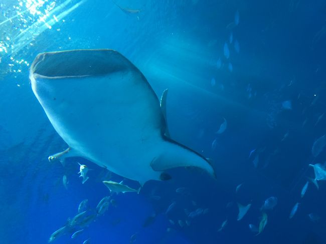 一番行ってみたかった水族館「美ら海水族館」へやっと来ることができましたww<br />大水槽を目の前にして。。<br />これが見たかったんだよぉぉぉぉぉ><。<br />ってホント大感激ですw<br /><br />もうね、、ずっとここにいたぃなって思うくらい<br /><br />水族館とイルカのショー大満喫ですw