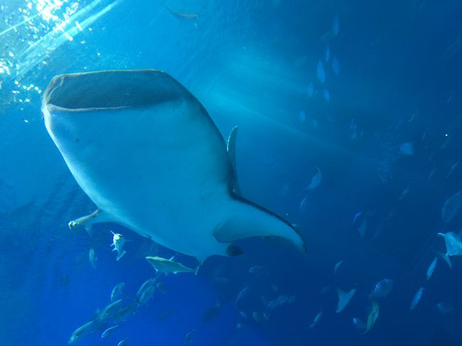 一番行ってみたかった水族館「美ら海水族館」へやっと来ることができましたｗｗ<br />大水槽を目の前にして。。<br />これが見たかったんだよぉぉぉぉぉ＞＜。<br />ってホント大感激ですｗ<br /><br />もうね、、ずっとここにいたぃなって思うくらい<br /><br />水族館とイルカのショー大満喫ですｗ