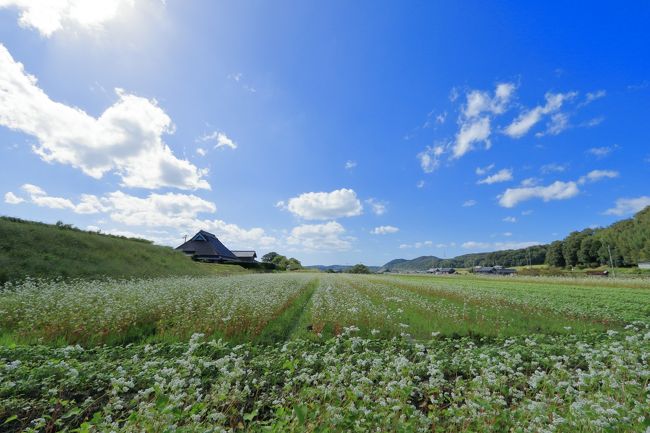 地元新聞に、白くて可愛い蕎麦の花が咲き誇る写真が掲載されたのを見て、早速出かけることに。<br />地元の住人ですが、北区に蕎麦畑があるなど全く知らず、楽しみに出かけました。<br />中心部から車で約1時間、道の駅淡河を目指します。<br />そこで情報を収受。淡河町には「木津」と「勝雄」というところに<br />蕎麦畑があるとの情報を得、まず木津へ。<br />道の駅を右に出て、白く輝く畑を探しながら走ると、すぐに発見。<br />農道に入りソバ畑を目指します。車は少し広くなった箇所に止め移動です。<br />写真のような見事な蕎麦畑が見れました。<br />また、三木の方に向かうと「勝雄」の蕎麦畑がありますが、この時期すでに終わっていたようでした。<br />年により違うのでしょうが、9月下旬の方が黄色く色ずく稲穂と純白の蕎麦の花のコラボレーションが見れるのでは。<br />そして、道の駅では11月上旬から十割の新蕎麦が食べられるとのことでした。<br />