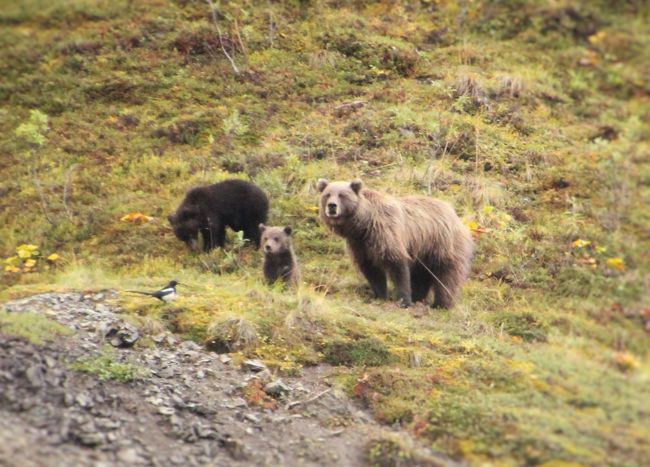 2015年アラスカ　Denali N.PとAnchorage③デナリ国立公園２日目　園内シャトルバス