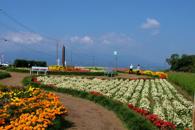 群馬県の高崎市　鼻高町の皆さんが創るお花畑。四季の花々と上州のの山並<br /><br />　　　　　噂以上の素晴らしい景色。花々でした。<br /><br />昼食後は　快晴。<br /><br />諦めて帰らずにいて　大正解。<br /><br />鼻高展望花の丘<br />http://www.city.takasaki.gunma.jp/docs/2014010900838/