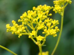 秋の七草咲く三木山森林植物園