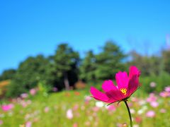 昭和記念公園でコスモス、小金井公園でゆらり