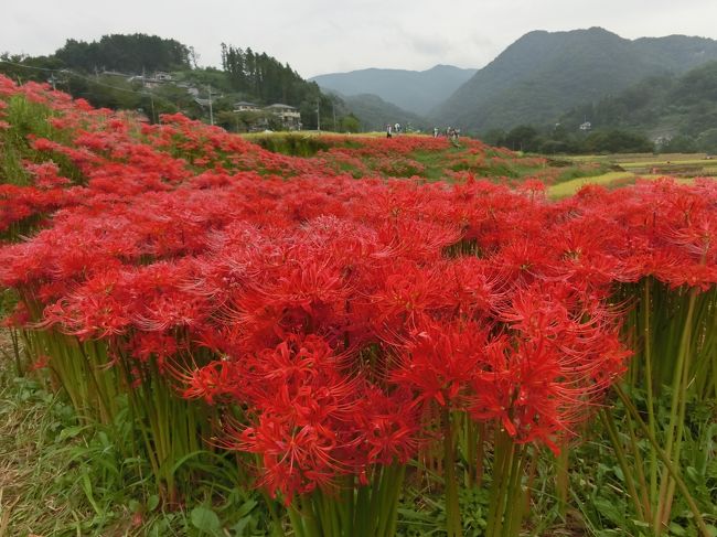 今年の曼珠沙華は早く咲きました。<br /><br />9月24日に行きましたが、曼珠沙華は満開から、<br />少し過ぎていました。<br />よく見ると所々花の色が黒くなっていました。<br /><br />段々畑では、稲穂が揺れていたり、稲干しをしたり<br />しており、あざ道には曼珠沙華が真っ赤です。<br />向こうの方には武甲山が見え、いい景色です。<br />