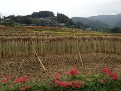 来年の蛍のための下見に行く（曼珠沙華と棚田）