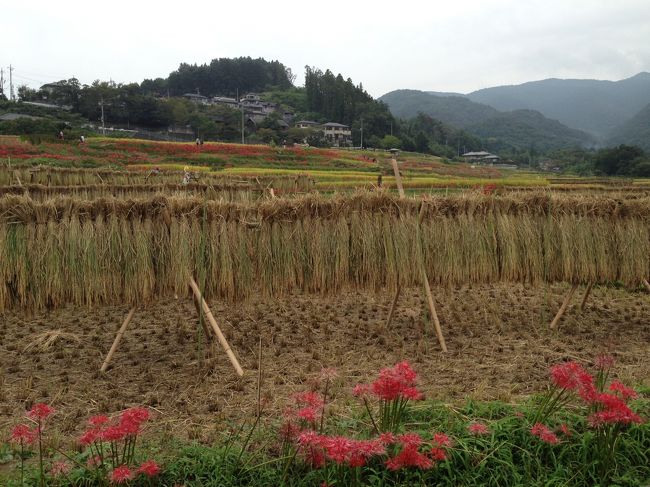 来年の蛍のための下見に行く（曼珠沙華と棚田）<br /><br /><br />この寺坂棚田付近に蛍が飛び交うと聞いているので、<br />いつか見に来ようと思い、その日は暗くなると思うので、<br />今日道を確認するためも兼ねて、棚田に咲いている<br />曼珠沙華を見に来ました。<br /><br />今年は咲くのがちょっと早く、今日9月24日は、<br />少し枯れ始めていました。<br />3-4日前が満開でしょうか？<br /><br />稲刈り、稲干しや、干している稲穂、刈り頃の稲田の景観と<br />畦や田に植えて曼珠沙華がいい風景でした。<br />年寄り連中ばかしですが、20人前後来ていたでしょうか？