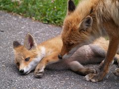 北海道ドライブ　五日目　ドライブ中に出会った野生動物たち編