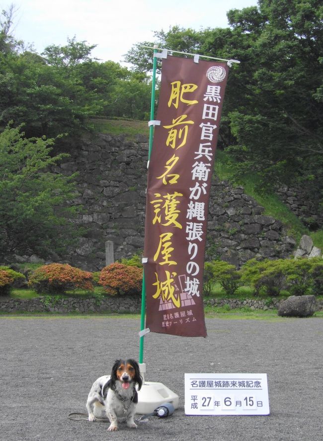 唐津城には一度訪れたいと思って行きましたが、道の駅 桃山天下市のところに名護屋城がありました、周囲を車で回って、溜池のある方（茶苑 海月）の駐車場から入場しました。<br /><br />幻の巨城だけあって石垣だけ、本丸まで行くと眺望は開けてました。<br /><br />正面（博物館側）に案内所があり、協力金　\100（任意）を拠出するとパンフレットくれます。