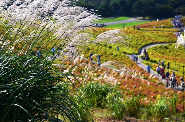 コキアの紅葉が見たくて、ひたち海浜公園へ。<br /><br />ネットで調べたら9/18〜10/18が『コキアカーニバル』。<br />紅葉を期待していきましたが、赤く染まっているのはちらほら…真っ赤に染まるのは10月中旬ぐらいですかね。