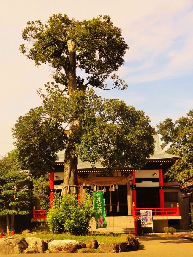 金ヶ作熊野神社は熊野三山のひとつ、和歌山県の熊野本宮大社の分社にあたります（熊野三山は他に熊野速玉大社、熊野那智大社）。 熊野神社と名が付く神社は日本全国に約３千社あると言われています。 金ヶ作熊野神社の御祭神は、伊弉冉命（いざなみのみこと）、日本武命 (やまとたけるのみこと)です。 <br /> <br />金ヶ作熊野神社の沿革と由緒 <br />　 金ヶ作は、元武州川越藩郷士の石川家五代目石川彦次右ヱ門氏が、当地の新田開発を計画され、天明２年（１７８２年）、元締として九家を引き連れて此の地に入植し、一家あたり五丁歩を与えて開拓しました。<br /> 　翌年（天明三年・１７８３年）７月６日、浅間山の大噴火により大量の火山灰の降灰により、田畑が大被害を蒙り、急遽、氏神様を祭神するにあたり、石川彦次右ヱ門氏が神社敷地として１,４０９坪を寄進され、紀州和歌山の熊野本宮より御魂を拝受して、その名も熊野神社と称して祭神されました。<br />  当初は木造平屋茅葺でしたが、明治２８年に建替えられ、その後百余年経過して老朽化したため、平成７年２月５日、現在の建物となりました。　<br />（http://kumano.in/uisyo.htm　より引用）<br />　　　　　　　　　　　　　　　 <br />金ヶ作熊野神社については・・<br />http://kumano.in/top.htm<br /><br />金ヶ作（かねがさく）陣屋とは、下総国葛飾郡金ヶ作（現在の千葉県松戸市常盤平陣屋前）に設置された江戸幕府の陣屋。主に小金牧などを管轄するために設けられた。<br /><br />小金牧の牧士の末裔とみられる三橋氏に伝えられる「従野馬始之野方万控」（鎌ケ谷市教育委員会所蔵）には新しい陣屋が取り立てられたことを記していることから、享保8年頃の設置とみられている。当該地の字名から「金ヶ作村」と命名され、陣屋も金ヶ作陣屋と称されることになった。<br />その後騎馬奉行など管轄者を転々としながら、明治維新による廃止を迎えた。<br />（フリー百科事典『ウィキペディア（Wikipedia）』より引用）