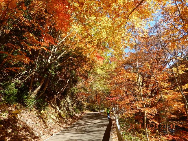 10月下旬、群馬県の奥地（奥利根）にある照葉峡の紅葉は美しく見事でした。<br /><br />---------------------------------------------------------------<br />スケジュール<br /><br />10月25日　自宅−水上IC−照葉峡−谷川温泉−自宅