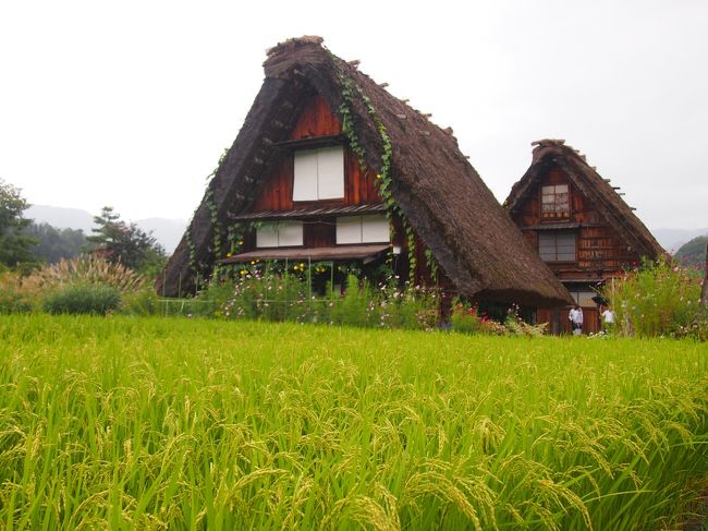 エアーベッドと夏用の軽めのかけ布団を持って出かけた、宿泊費ゼロ円旅<br />４泊５日、長野県・岐阜県を巡る車中泊のドライブ旅へ出かけました<br />ある程度のポイントは決めておいて、あとは気の向くままに車を走らせました。<br /><br /><br />３日目９月４日<br />今回決めていたポイント２つめは、世界遺産に登録されてる白川郷！<br />以前冬の雪深い時期に行った記憶があるんですが、<br />それ以外の時期に一度行ってみたかった場所に今回行って来ました。<br />私が行った時期は、稲が実った田んぼと合掌造りの風景が素敵でした