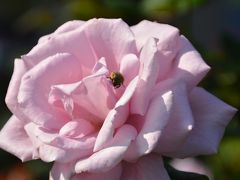 横須賀ヴェルニー公園　バラ開花状況（来週はローズフェスタ開催）