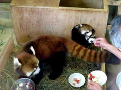 秋のレッサーパンダ紀行【２】 京都市動物園　こんにちは、双子君！！ 嬉しい・・・ジャスミンちゃんのお母さん姿！！