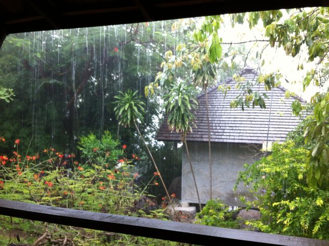 　タオ島３日目。<br /><br />　ビーチでゴロゴロ、何もしないでだらだら過ごす旅。<br />　でも、サーミーは気を抜いておりません！<br />　雨の匂いなのか、気配なのかは鈍感な私にはわからないけど、<br />　雨が降る数分前に発令されるサーミーの「雨、降るぞっ」の避難指示。<br /><br />　日本でもお洗濯物をダメにしたことは一度もないんだけど、<br />　南国でも的中。すごっ...。<br /><br />　お隣のパパさんは数分後、「雨に唄えば」を陽気に歌いながら<br />　家族を引き連れて戻ってきましたぁ。<br />　