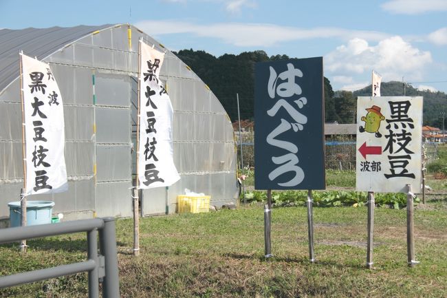 10月5日に篠山市では黒豆の解禁日を迎えました。<br />毎年恒例の黒豆購入ですので、楽しみにしていました。<br />毎年、決まった所で買っていたので、今年も行って見たのですが、なんと予約販売しかできないとのことでした。<br />何の前触れもなく予約販売ですよ、頭に来ましたが販売するテントはいくらでもあります。<br /><br />以前行った「波部さん」の所に行きました。<br />今年もテントはありましたが、奥さんでしょうか、いつもの方がおられません。<br /><br />だけど、テント横には「ハベグロ」の文字がありました。<br />市内には美味しいとされる地区が二つありまして、一つは「波部」でもう一つは「川北」とされています。<br />元は波部の苗を川北に持って行ったと「波部さん」に聞いたことがあります。<br /><br />解禁日がある割には、販売価格は自由でバラバラですが、だいたい1ｋｇの束が８００円というのが相場のような感じがします。<br />川北地区のプレハブで買うと１，０００円します。<br /><br />3ｋｇ買って、1ｋｇは娘夫婦に渡し、家では2ｋｇを一晩で食べきりました。<br />枝付きなので1ｋｇと言っても実際には７００から８００ｇくらいですか。<br />今月いっぱいが期限ですのでお急ぎください。