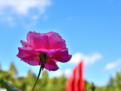 芳葩爛漫 伊丹市 荒牧バラ公園＜後編＞