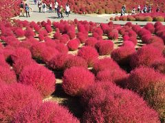 コキアの紅葉を見に行く一人旅　（2日目）ひたち海浜公園