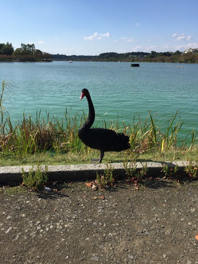 ひたち海浜公園のコキアの紅葉が見たくて、8年ぶりくらいの一人旅。<br />人ごみが苦手な私、有名な花の名所は「見たいけど混んでるのがイヤ」という理由であまり行っていないのですが、今回は「水戸に前泊して、平日の朝早くに行く」というプランで行ってみました。<br /><br />1日目は、初めての水戸を散策。特に気に入ったのは千波湖。偕楽園も梅の時期ではないけど、ゆっくり見学できて良かったです。<br /><br />