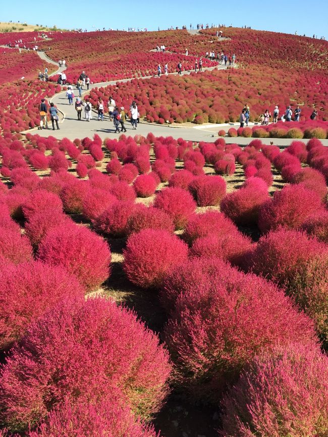 コキアの紅葉を見に行く一人旅　（2日目）ひたち海浜公園