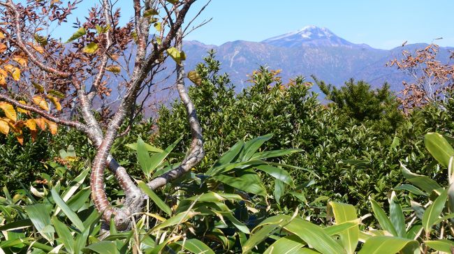 大日ｹ岳は好きな山で何度も登っていますが、ブナの黄葉を見たく蛭ヶ野高原から登りました。（多くは桧峠登山口）<br />このコースは雪のある時期しか登った事が無く、立ち木が多く展望がない。冬季、残雪期は白山を眺めながらスノーシューで快適に歩くのだが・・・・・・　山頂手前のピーク（展望場の看板あり）で薄く雪のかぶった白山を目にする。ここから下り登り返し１５分で山頂。主峰白山から連なる別山、三ﾉ峰の白山連峰、かすかに噴煙が見える御嶽山、乗鞍、北アルプスの山脈等<br />３６０度の展望と紅葉を楽しむ。