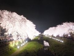 2015 野川で夜桜観覧