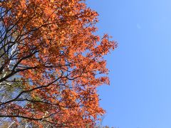 紅葉を見に赤城山へ