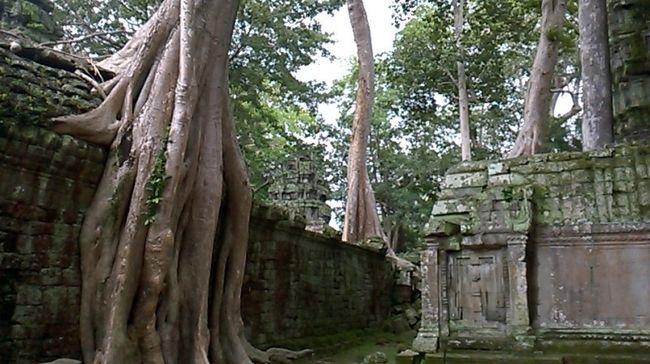 アンコール世界遺産はタ・プローム寺院は有名な観光スポットの一つでございます。<br />静かな門を紹介して頂きたいと思います。<br />北門に入ると密林の中で歩くと鶏の声を聴きました、ロマンジクの自然体の音楽を楽しんでいる、時々は白人の観光客の自転車のツアーのコースです。<br />中でコーナーが多いらしいそうです。静かな写真スポットがたくさんございます。<br /><br />http://skyfkc.blog.fc2.com