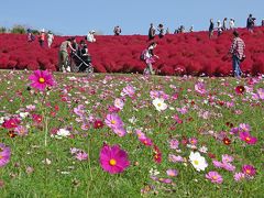 赤いコキアとコスモスの「ひたち海浜公園」へ