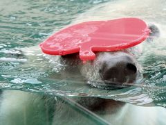 ２度目の四国遠征はバスでめぐる３県３園！～レッサーパンダのいる動物園へ・徳島編（３）とくしま動物園の動物いろいろ：サバンナエリアの可愛い赤ちゃんカピバラ＆ホッキョクグマのポロロちゃんと素晴らしきネコ科の猛獣たち＆セイロンゾウのマリーちゃんのお手入れを見学