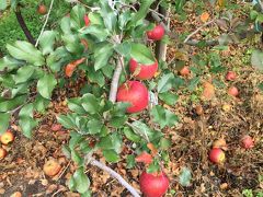 長野で紅葉狩り＆りんご狩り