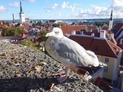 Tallinn の観光。まず山の手から旧市街を一望しましょう。